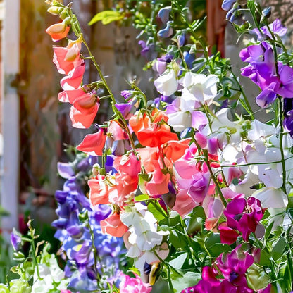 37Pcs Sweet Pea Seeds Quick To Sprout Create Full Climbers For Lush Garden Coverage