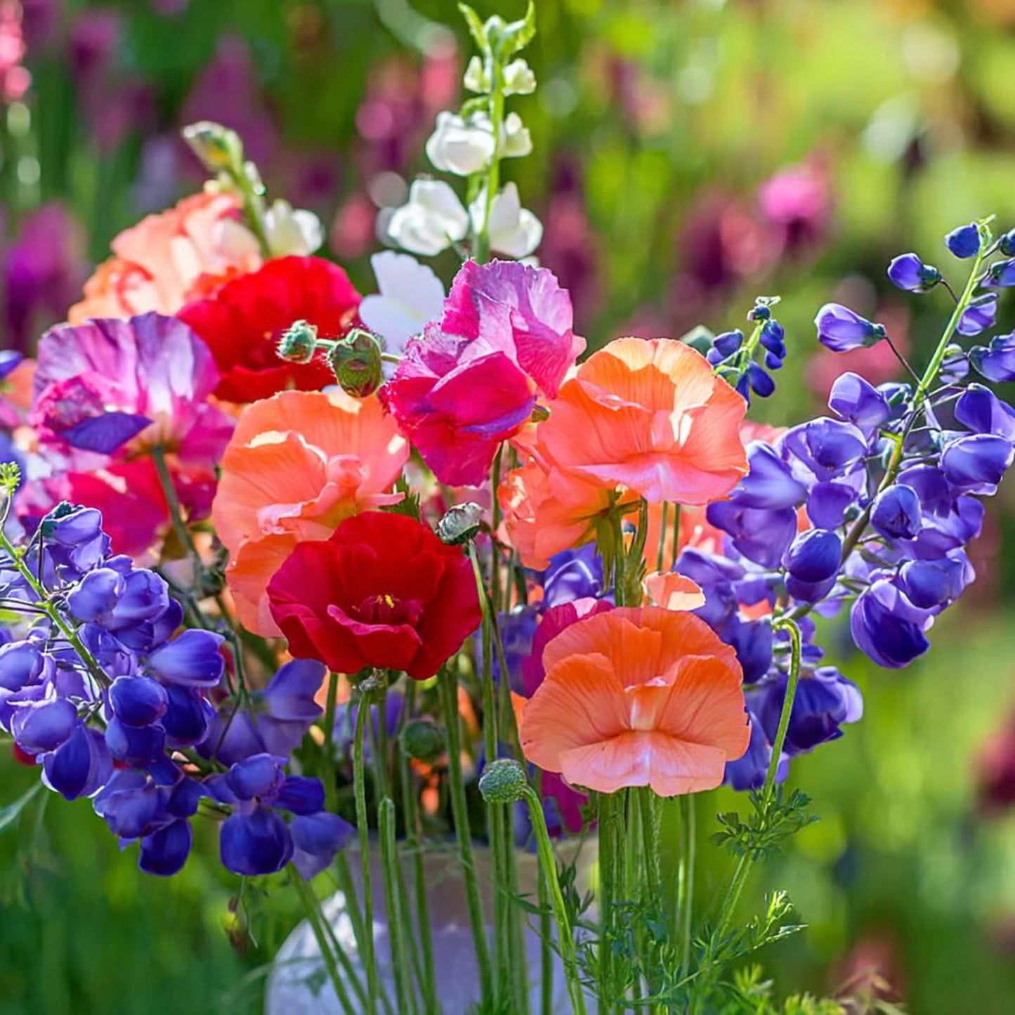 37Pcs Sweet Pea Seeds Quick To Sprout Create Full Climbers For Lush Garden Coverage