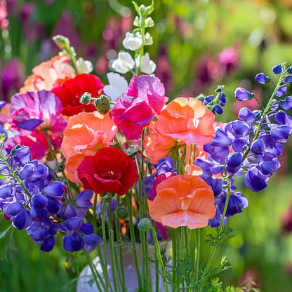37Pcs Sweet Pea Seeds Quick To Sprout Create Full Climbers For Lush Garden Coverage