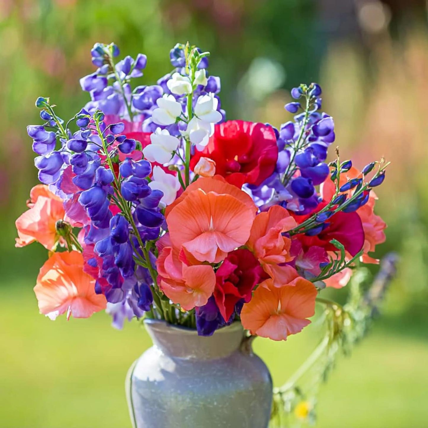 37Pcs Sweet Pea Seeds Quick To Sprout Create Full Climbers For Lush Garden Coverage