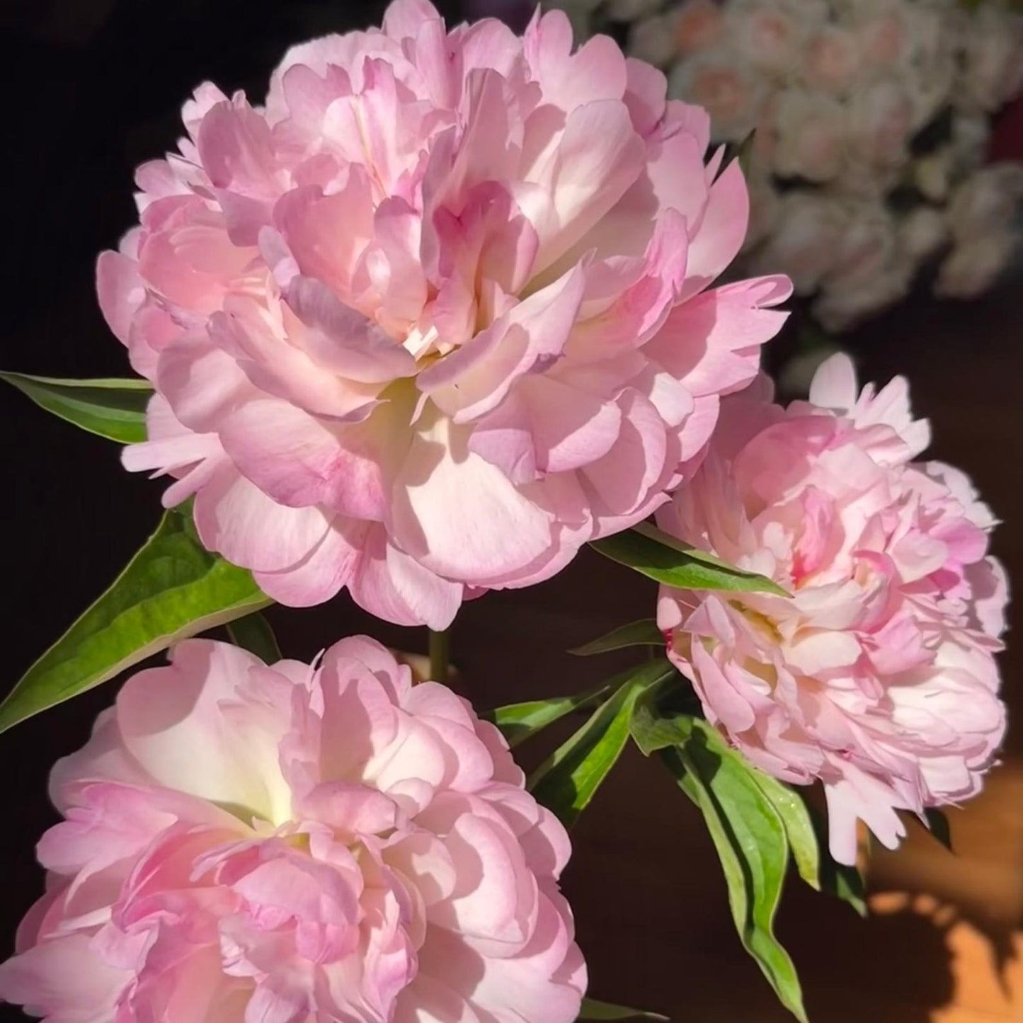 22Pcs Blush Pink Peony Seeds, Cut Flowers, Home Garden, Flower Seeds, Heirloom & Non-GMO, Easy to Grow