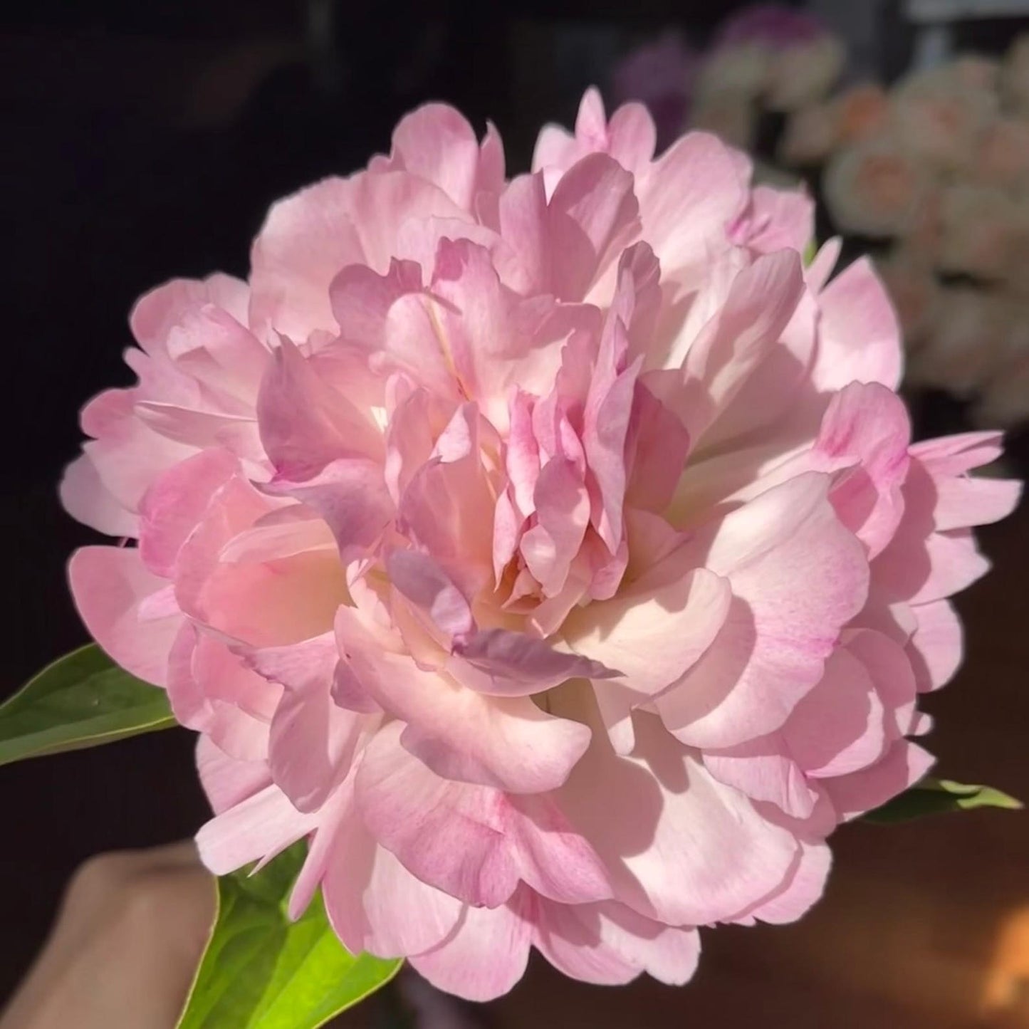 22Pcs Blush Pink Peony Seeds, Cut Flowers, Home Garden, Flower Seeds, Heirloom & Non-GMO, Easy to Grow
