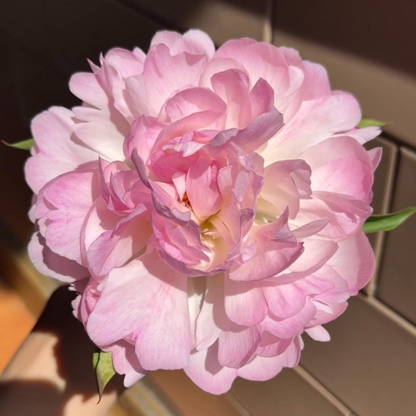 22Pcs Blush Pink Peony Seeds, Cut Flowers, Home Garden, Flower Seeds, Heirloom & Non-GMO, Easy to Grow