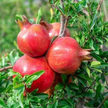 140Pcs Novice Friendly Pomegranate Seeds for planting along garden margins, yard corners and quiet leisure landscape spots