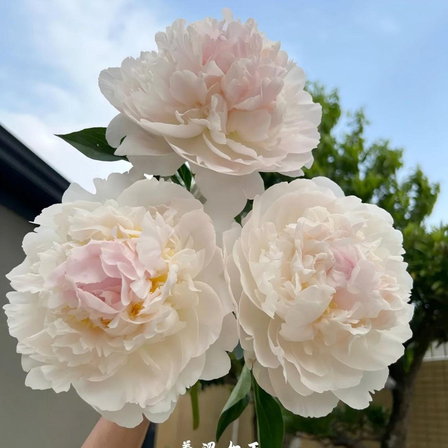 21Pcs Peony Seeds Fast To Establish Perfect For Filling Space While Younger Plants Mature