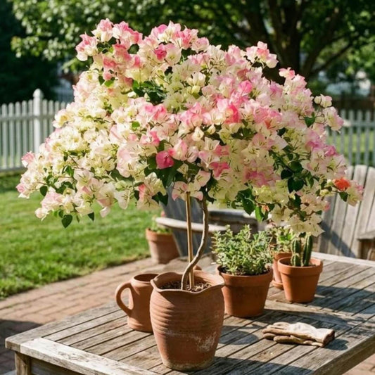 150 Bougainvillea Seeds Convenient for Cultivation adapt calmly to regular ambient temperature changes