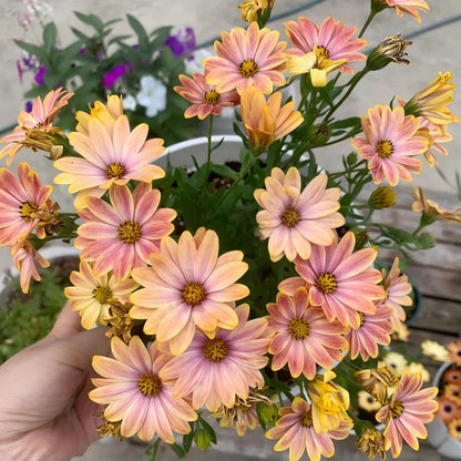 200Pcs For Attractive Soft Green Foliage Daisy Seeds Hardy Growing Offers Lush Textured Garden Greenery