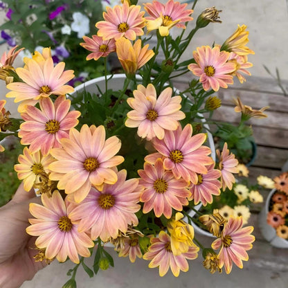 200Pcs For Attractive Soft Green Foliage Daisy Seeds Hardy Growing Offers Lush Textured Garden Greenery