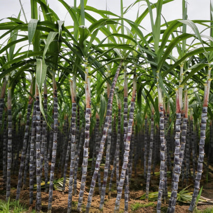Sugarcane Seeds 50Pcs Non-GMO Heirloom Sugar Cane Seeds for Outdoor Planting