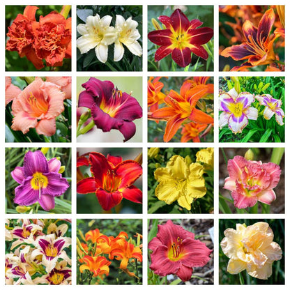 100pcs Hundred Tail Flower Seeds Effortless Cultivation fit small and medium yard and garden landscape layout demands