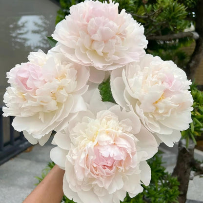 21Pcs Peony Seeds Fast To Establish Perfect For Filling Space While Younger Plants Mature