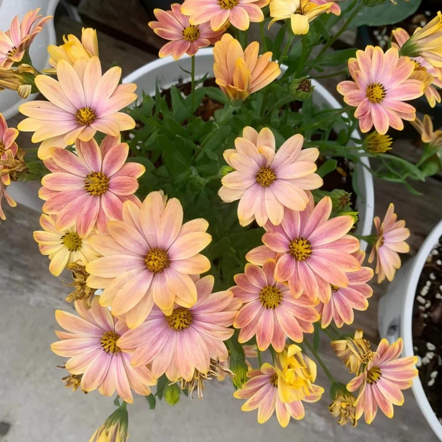 200Pcs For Attractive Soft Green Foliage Daisy Seeds Hardy Growing Offers Lush Textured Garden Greenery
