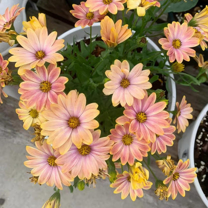 200Pcs For Attractive Soft Green Foliage Daisy Seeds Hardy Growing Offers Lush Textured Garden Greenery