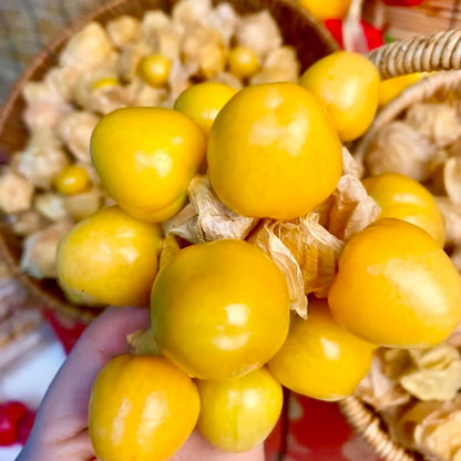 450Pcs Groundcherry Seeds Fit for home planting hold stable seasonal growth cycles for lasting garden layout and ornamental value