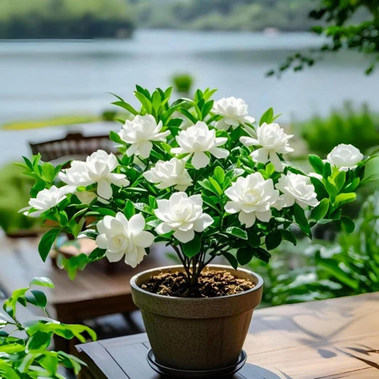 100 Gardenia Seeds – Fragrant Non GMO Flower for Indoor & Outdoor