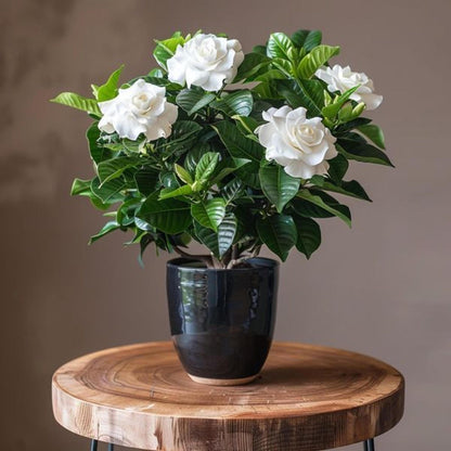 100 Gardenia Seeds – Fragrant Non GMO Flower for Indoor & Outdoor