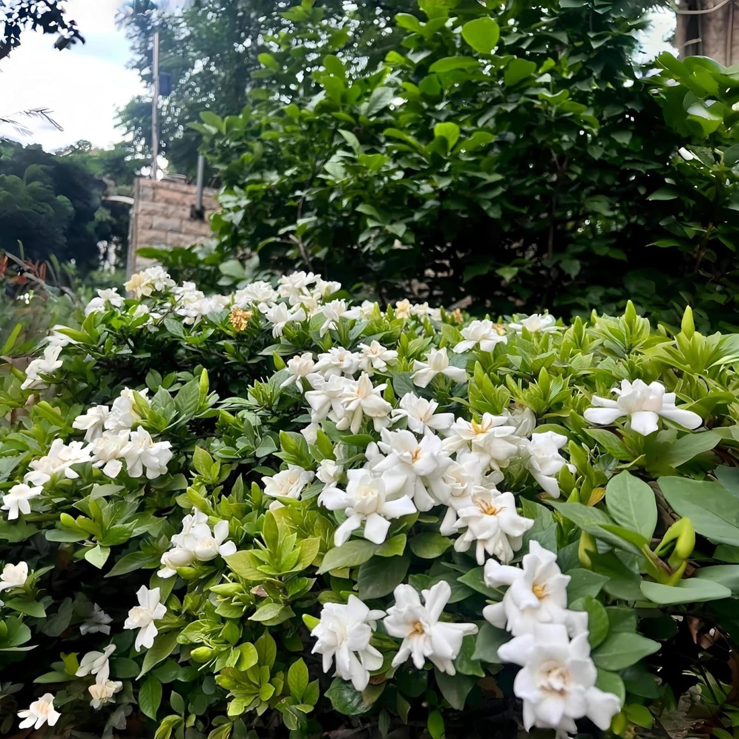 100 Gardenia Seeds – Fragrant Non GMO Flower for Indoor & Outdoor