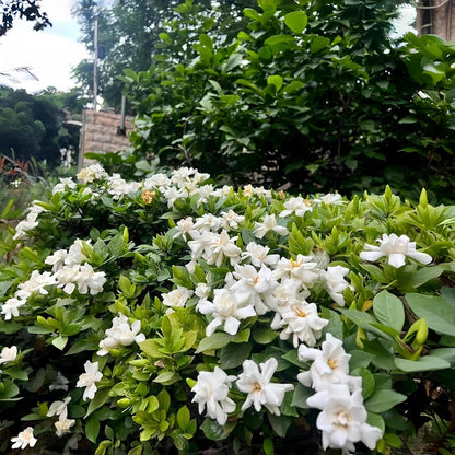 100 Gardenia Seeds – Fragrant Non GMO Flower for Indoor & Outdoor