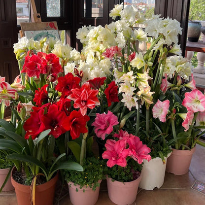 88pcs Non GMO Amaryllis seeds Easy Grow Garden Decoration
