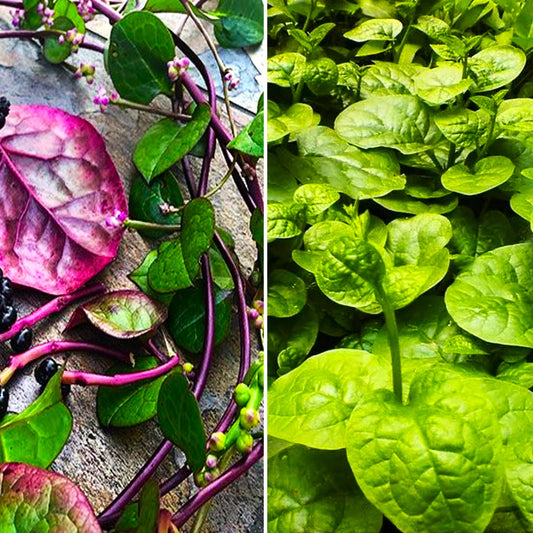 100pcs Red and Green Mix Malabar Spinach Seeds For Planting, Home Gardening
