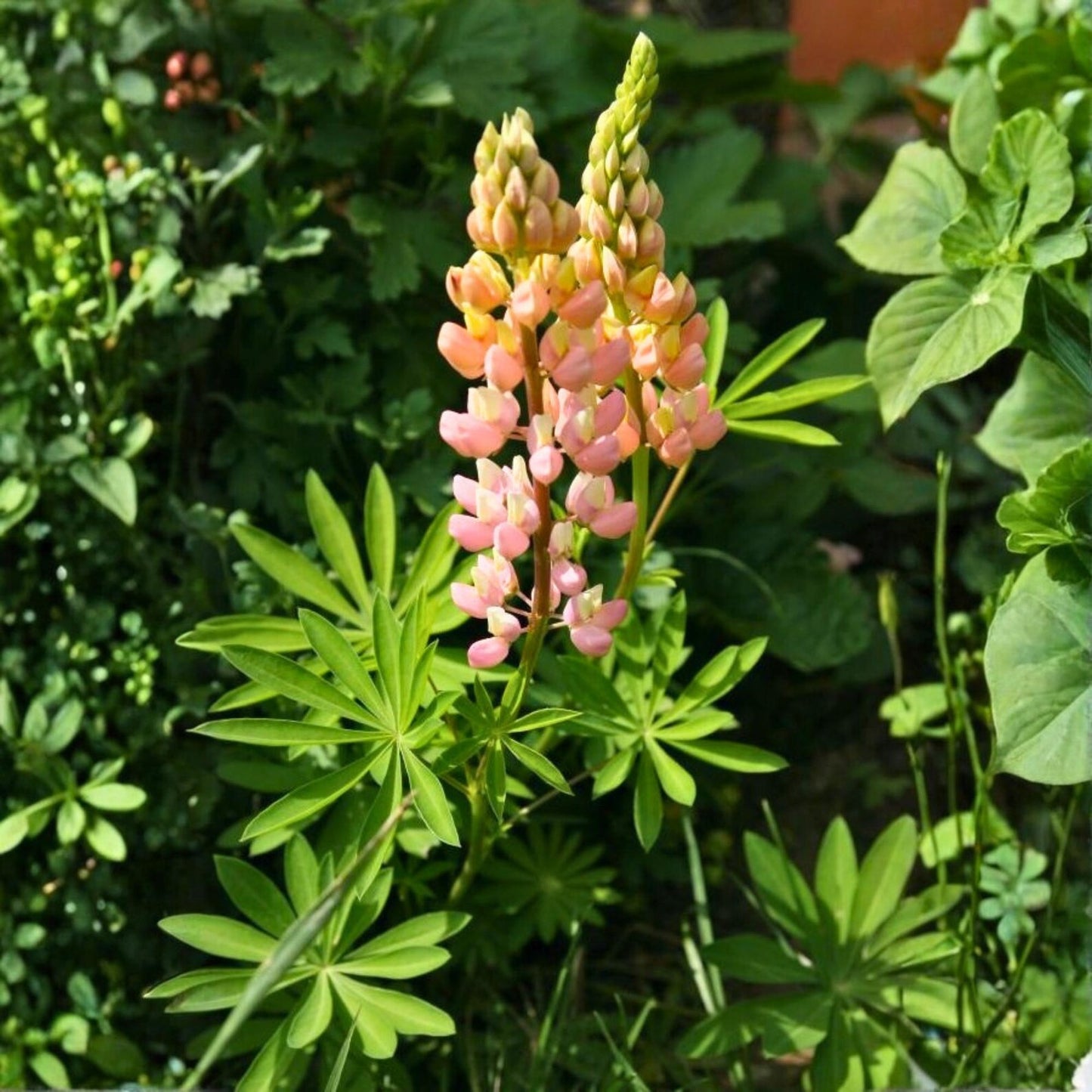 Lupine Seeds 75 pcs Warm Sunset Color Spikes Tall Garden Flower