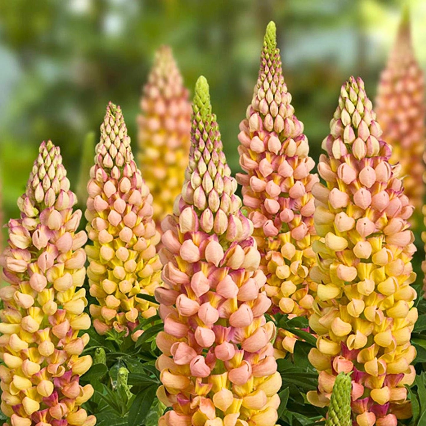 Lupine Seeds 75 pcs Warm Sunset Color Spikes Tall Garden Flower