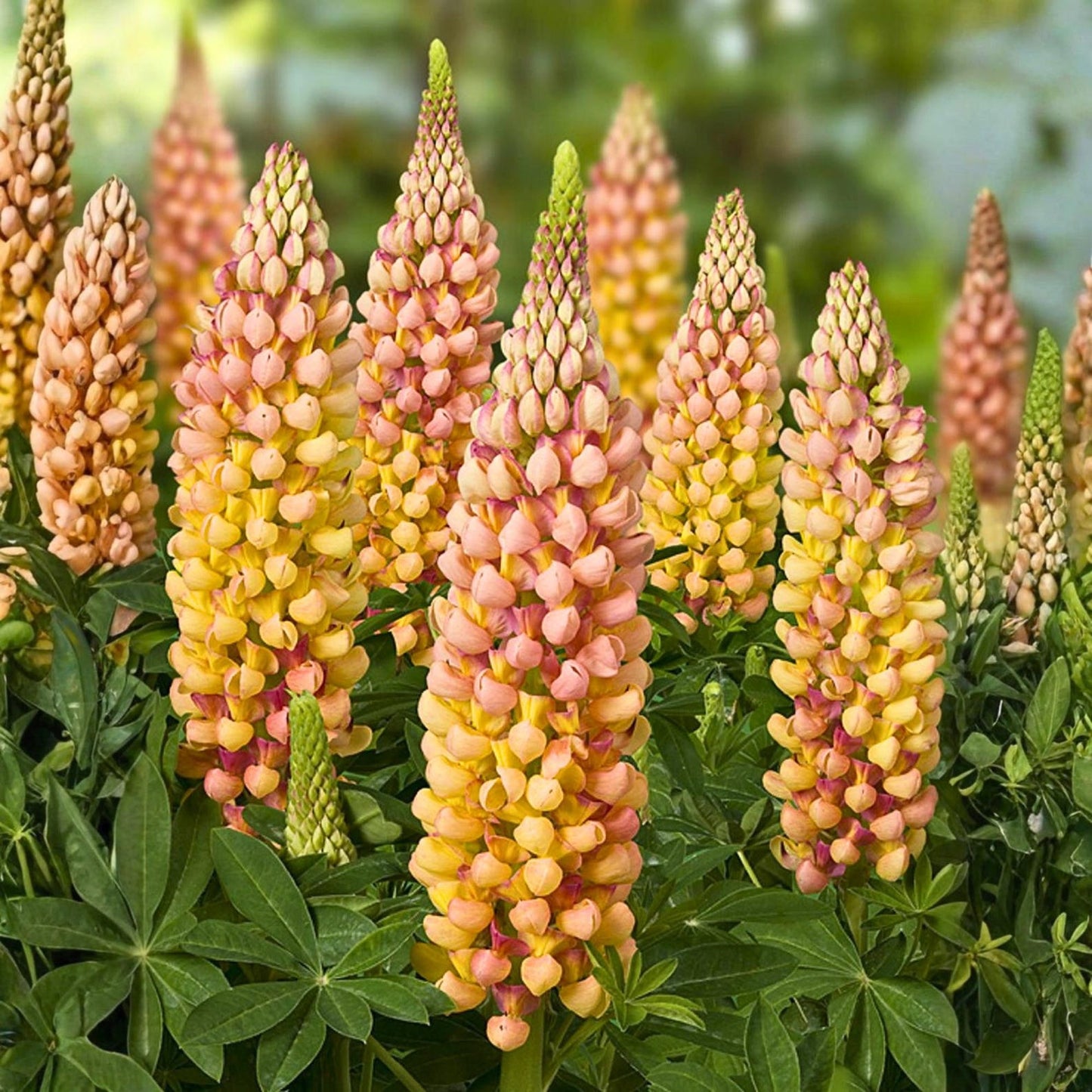 Lupine Seeds 75 pcs Warm Sunset Color Spikes Tall Garden Flower
