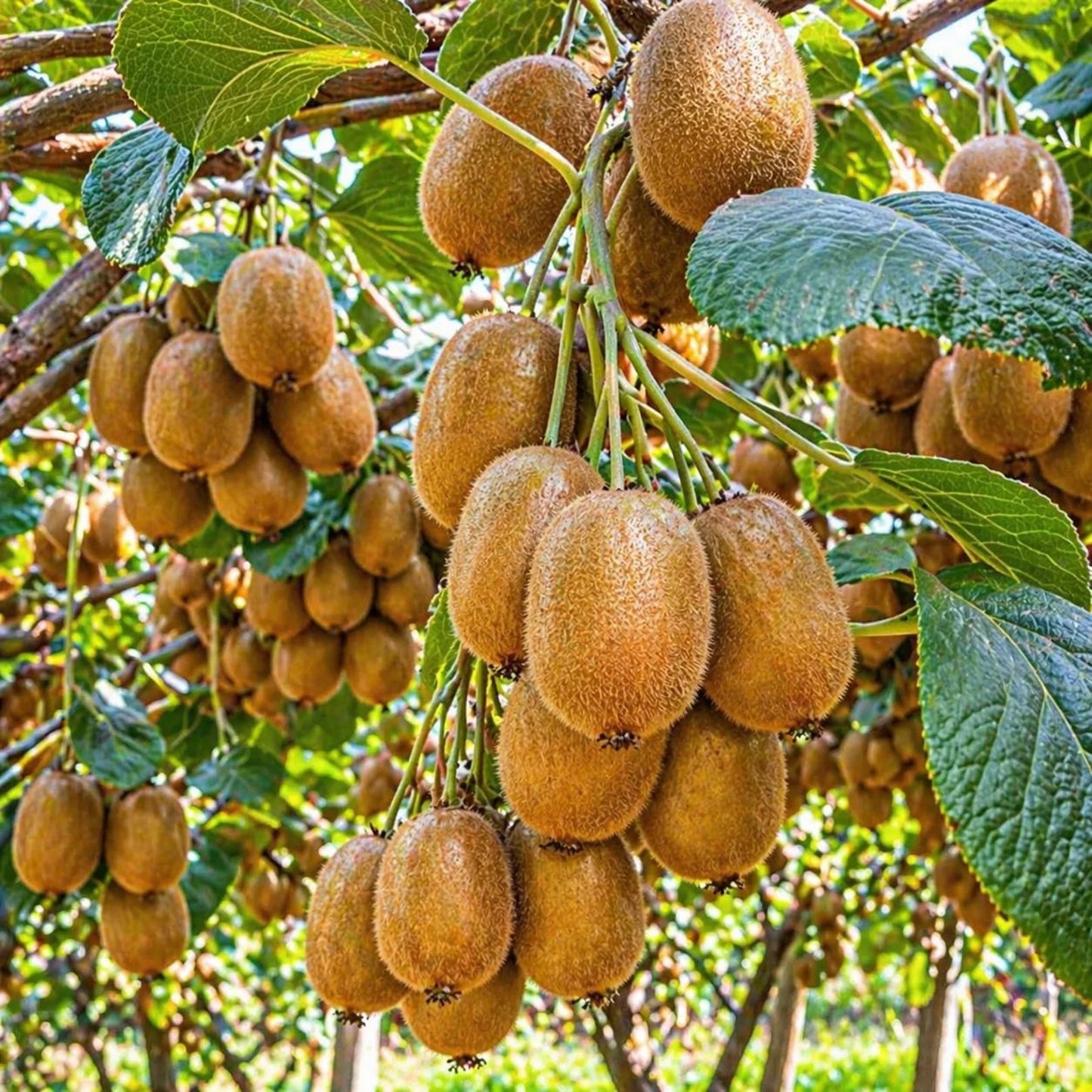 200Pcs Hardy Kiwi Fruit Seeds: Grow Exotic Green Fuzzy Kiwi Vine