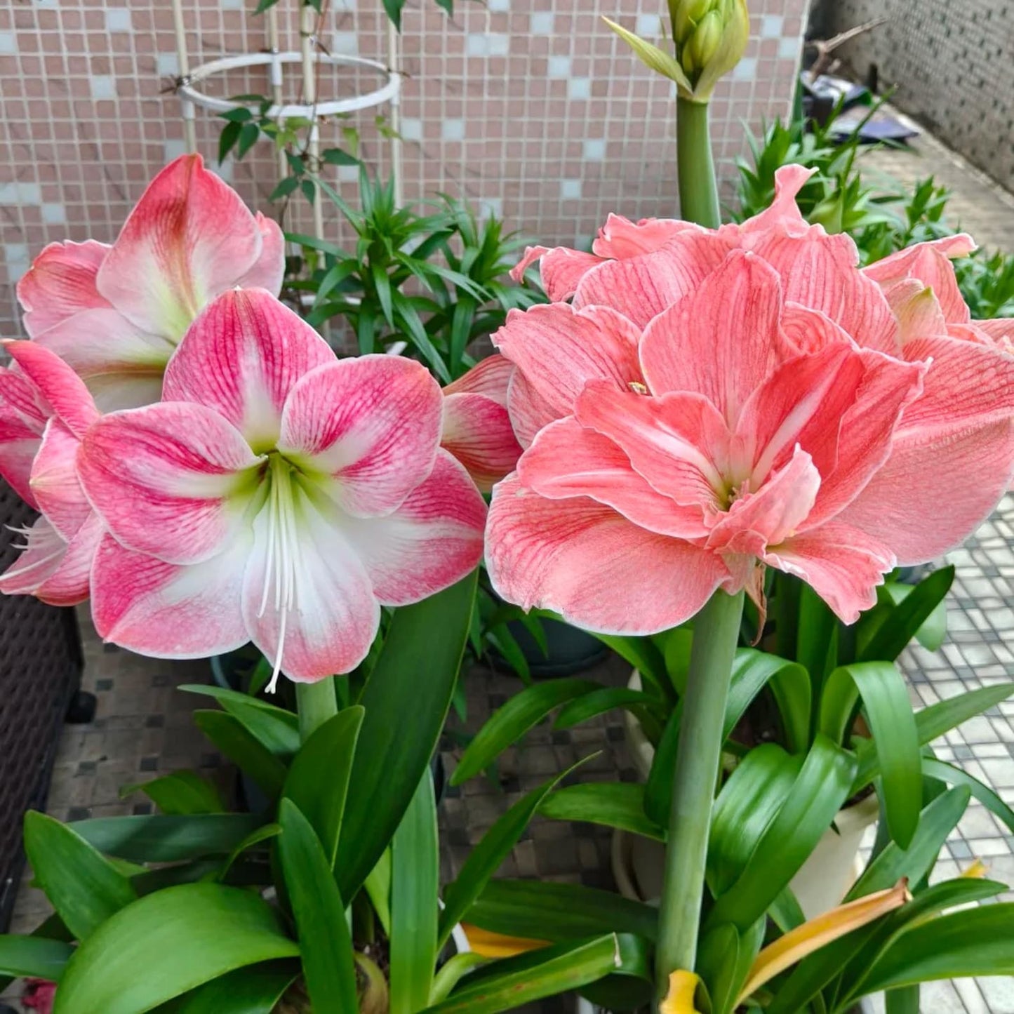 88pcs Non GMO Amaryllis seeds Easy Grow Garden Decoration