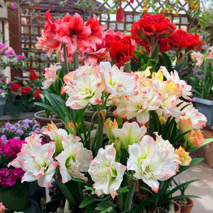 88pcs Non GMO Amaryllis seeds Easy Grow Garden Decoration