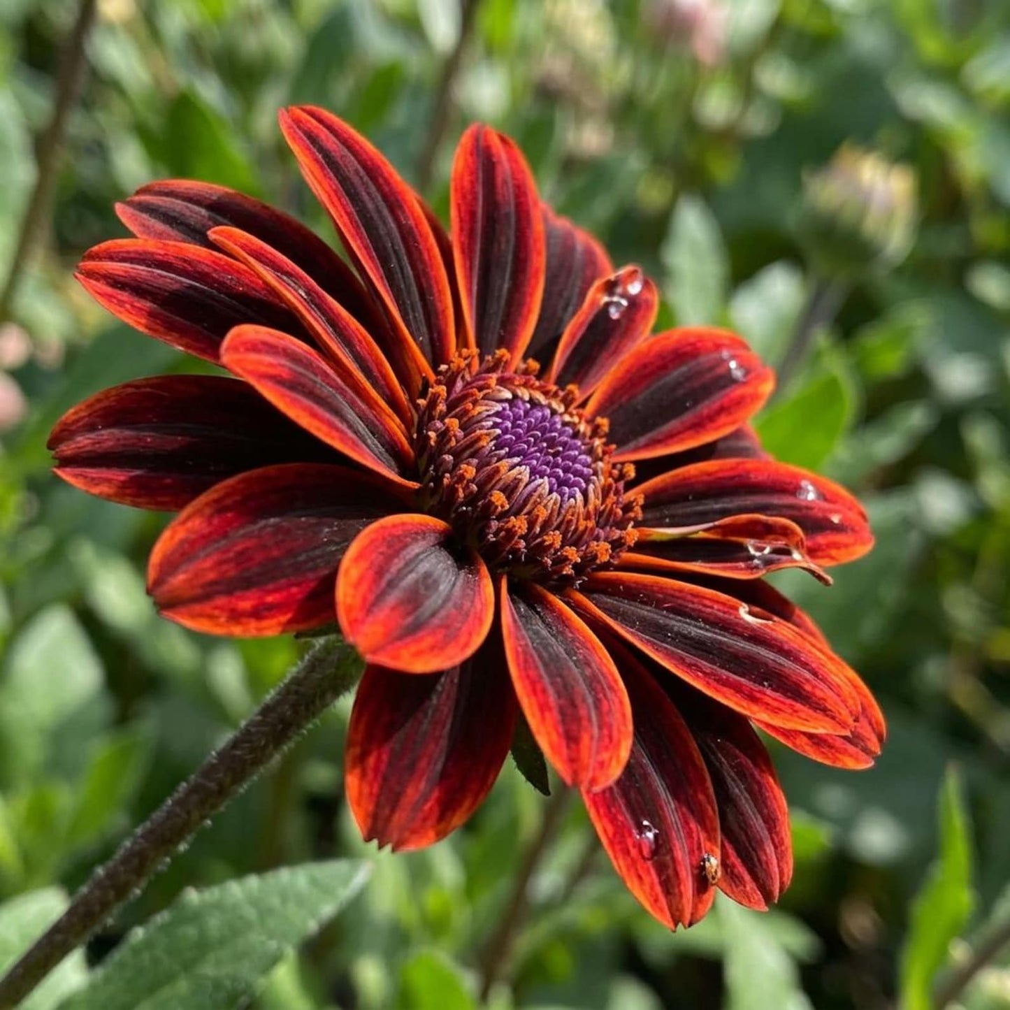 200Pcs Orange King Zinnia seeds for your garden and to impress your neighbors flower plant