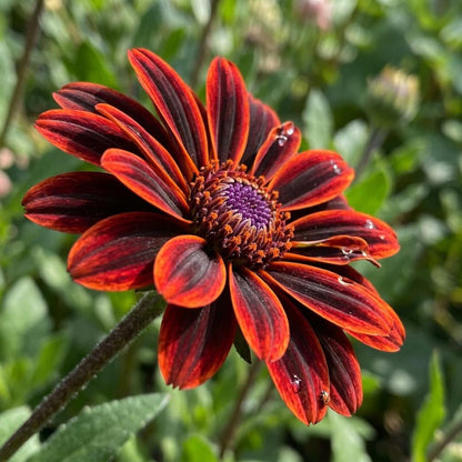 200Pcs Orange King Zinnia seeds for your garden and to impress your neighbors flower plant