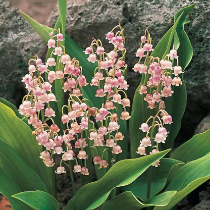 150pcs Pink Flowering Lily of the Valley seeds  create calm serene natural atmosphere for private outdoor leisure zones