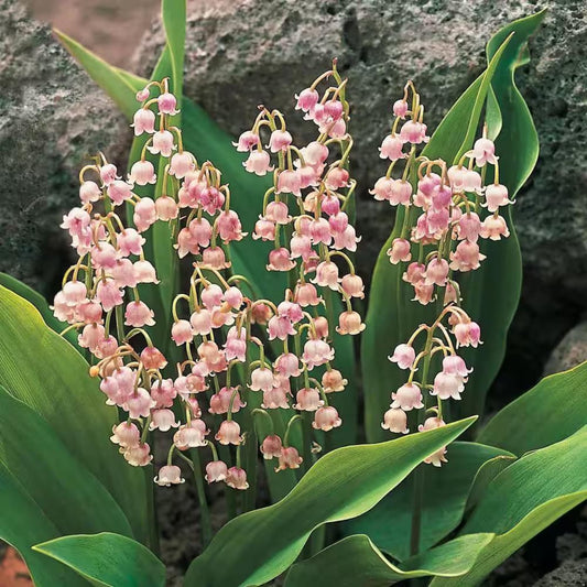 150pcs Pink Flowering Lily of the Valley seeds  create calm serene natural atmosphere for private outdoor leisure zones