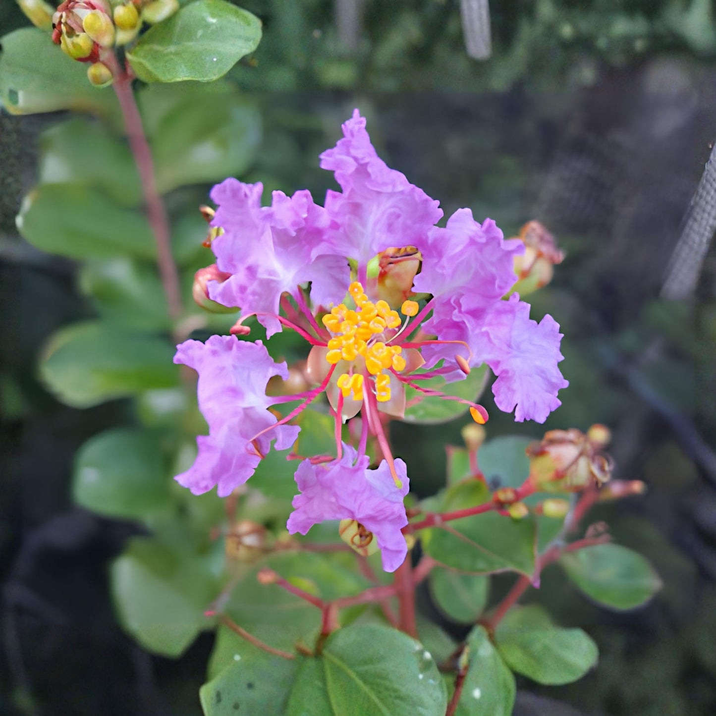 Crepe Myrtle Seeds 50Pcs Flowering Tree or Shrub for Garden Growing