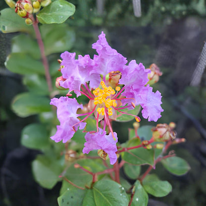 Crepe Myrtle Seeds 50Pcs Flowering Tree or Shrub for Garden Growing