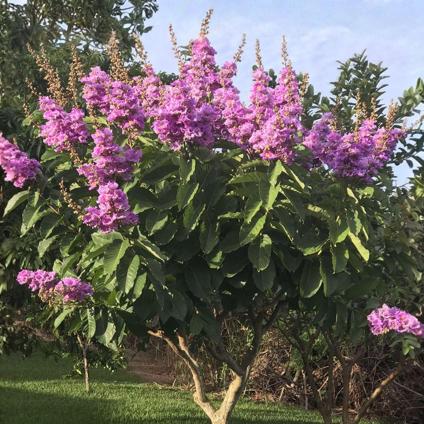 Crepe Myrtle Seeds 50Pcs Flowering Tree or Shrub for Garden Growing