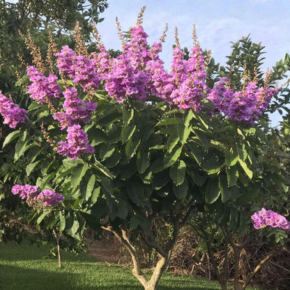 Crepe Myrtle Seeds 50Pcs Flowering Tree or Shrub for Garden Growing