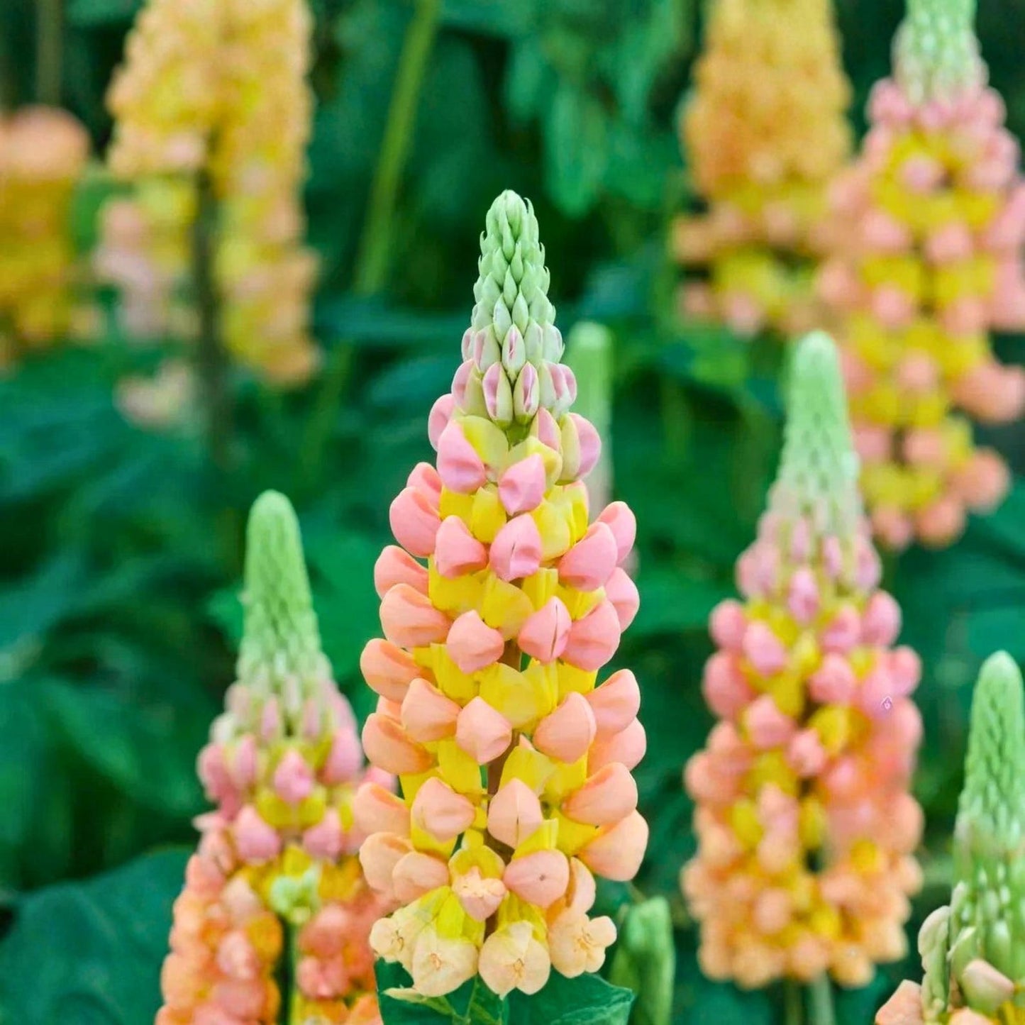 Lupine Seeds 75 pcs Warm Sunset Color Spikes Tall Garden Flower