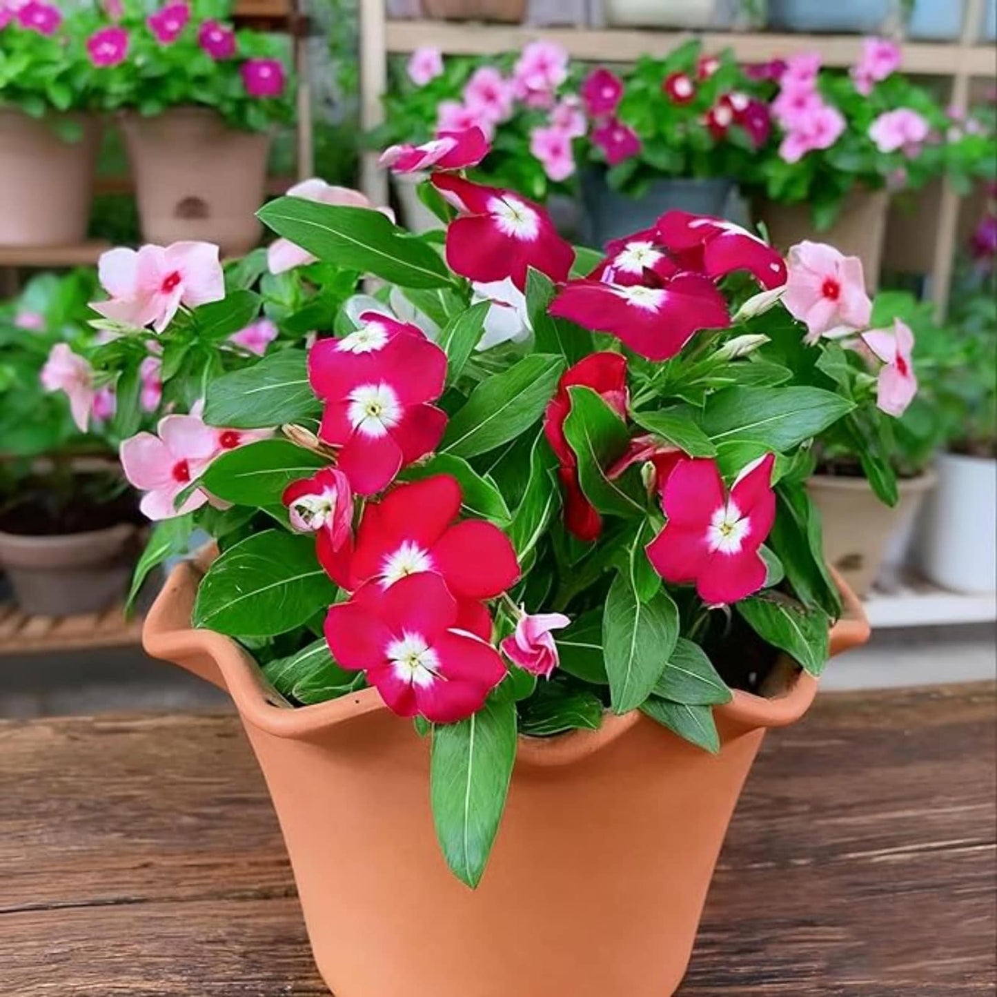 100 Vinca Periwinkle Seeds Mixed Color Ground Cover Perennial Garden Flower Plants Heirloom Seeds