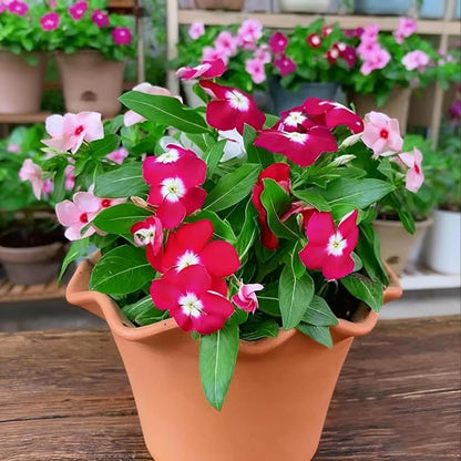 100 Vinca Periwinkle Seeds Mixed Color Ground Cover Perennial Garden Flower Plants Heirloom Seeds