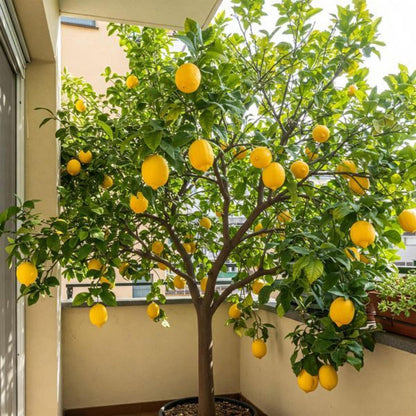 Perfume Lemon Bonsai Seeds 30Pcs Fragrant Citrus Fruit Tree Seeds for Home Gardens