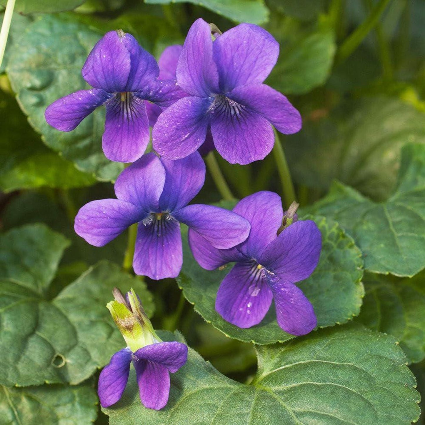 500pcs Easy Raising Violet Seeds perfect for layered shaded garden and walkway side decorative styling