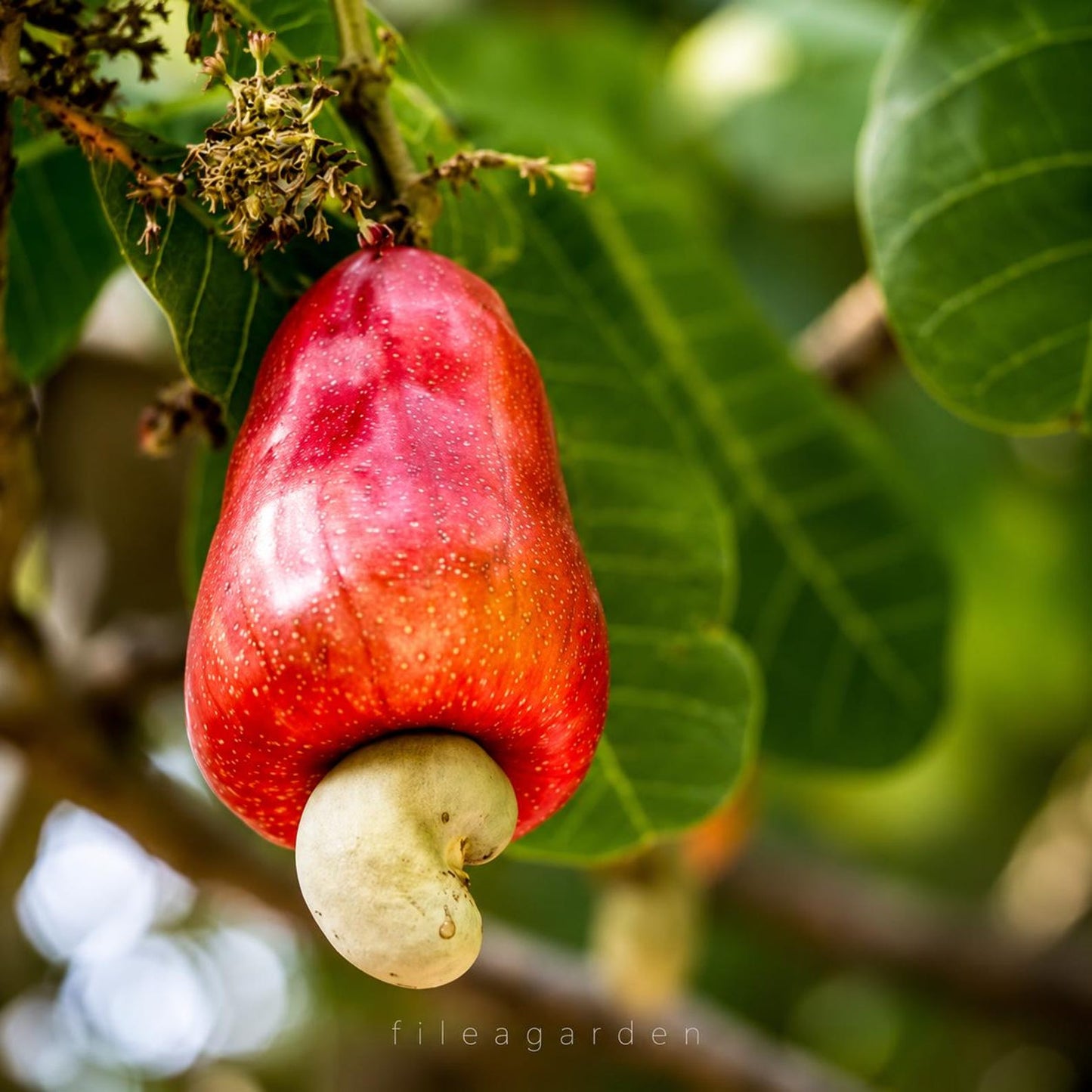 10Pcs Cashew Tree Seeds Tropical Nut Tree Seeds