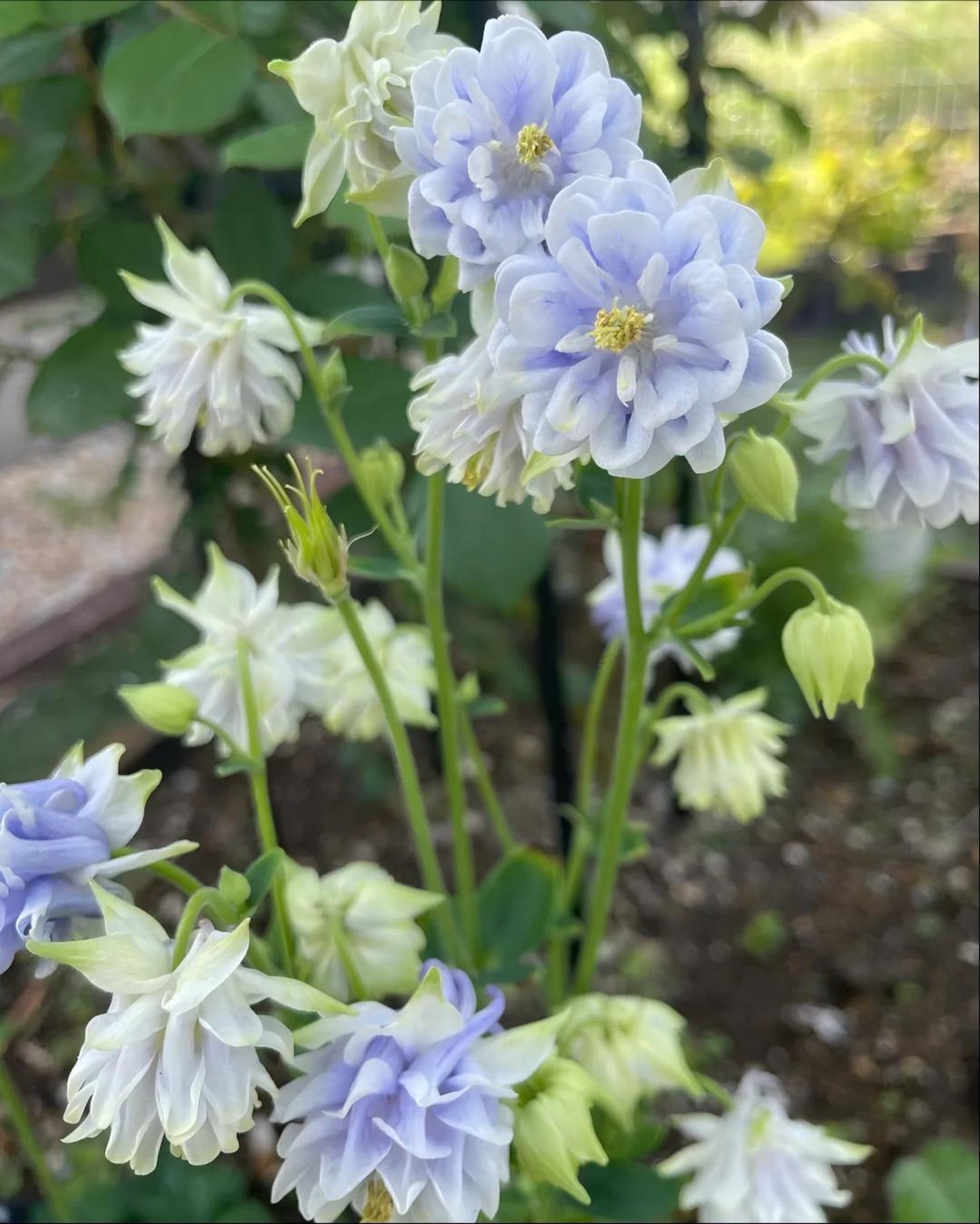 200pcs Double Purple Columbine Seeds  Shade Loving Perennial, Cottage Garden Flowers