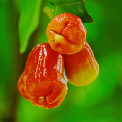 96Pcs Wax Apple Tree Seeds Easy to Plant