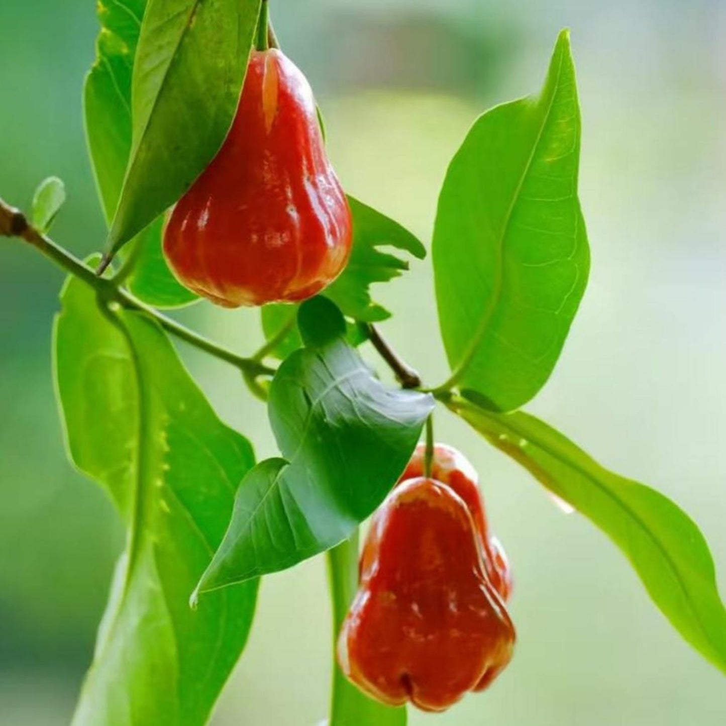 96Pcs Wax Apple Tree Seeds Easy to Plant