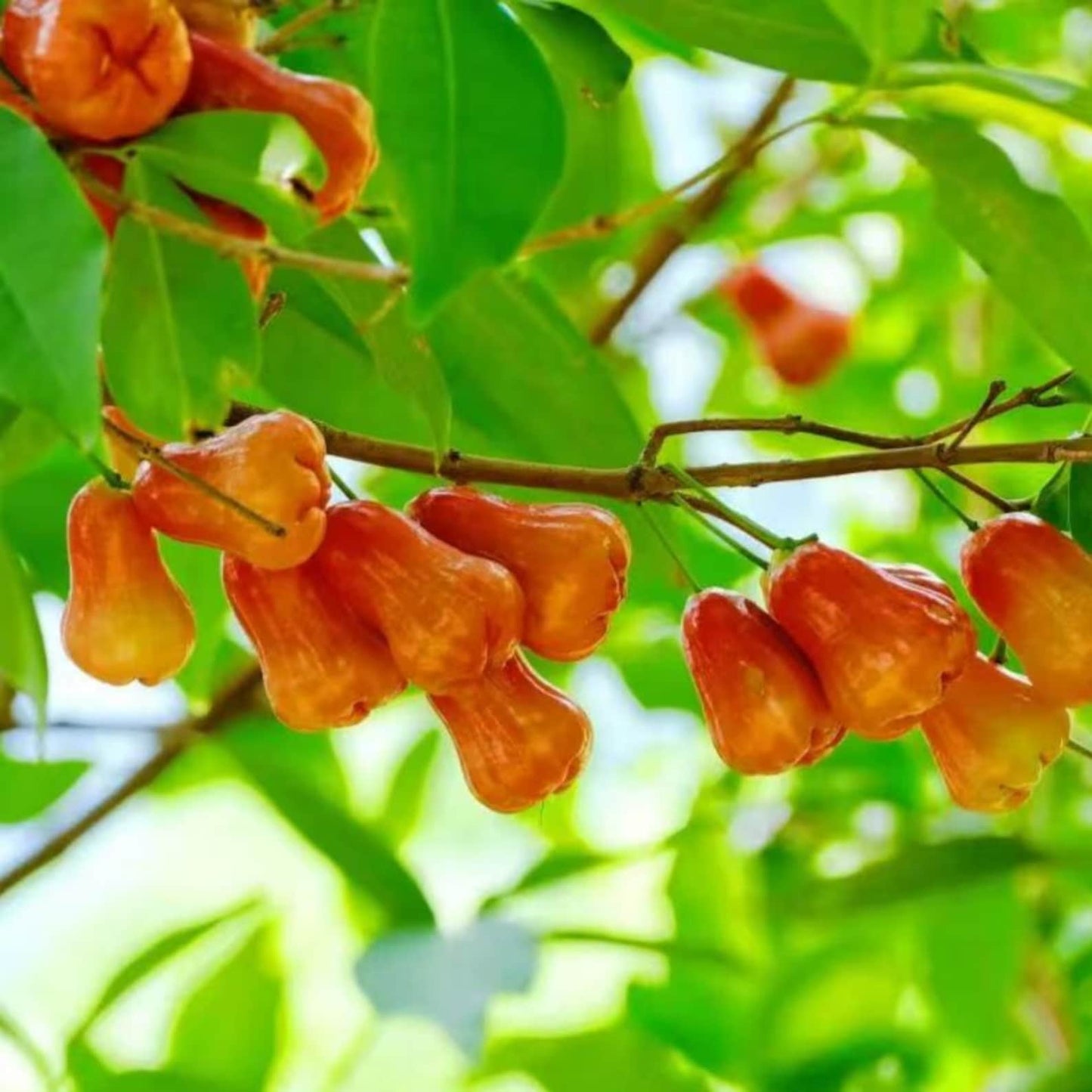 96Pcs Wax Apple Tree Seeds Easy to Plant