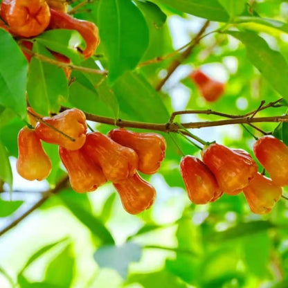 96Pcs Wax Apple Tree Seeds Easy to Plant