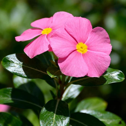 100 Vinca Periwinkle Seeds Mixed Color Ground Cover Perennial Garden Flower Plants Heirloom Seeds